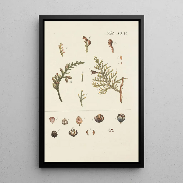 Illustratie van wilde bomen, vaste planten en struiken Pl025 - Carl Christoph Oelhafen von Schöllenbach