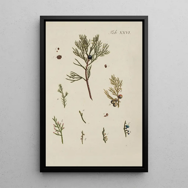 Illustratie van wilde bomen, vaste planten en struiken Pl026 - Carl Christoph Oelhafen von Schöllenbach