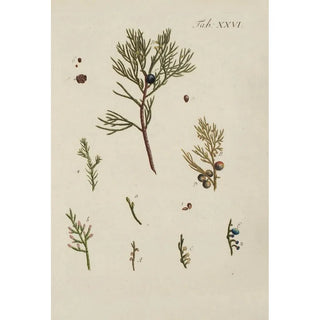 Carl Christoph Oelhafen von Schllenbach - Abbildung der wilden Bume Stauden und Buschgewchse Pl026.webp
