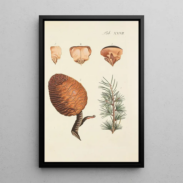 Illustratie van wilde bomen, vaste planten en struiken Pl027 - Carl Christoph Oelhafen von Schöllenbach — ingelijst kunstwerk aan de muur