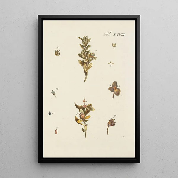 Illustratie van wilde bomen, vaste planten en struiken Pl028 - Carl Christoph Oelhafen von Schöllenbach — ingelijst kunstwerk aan de muur