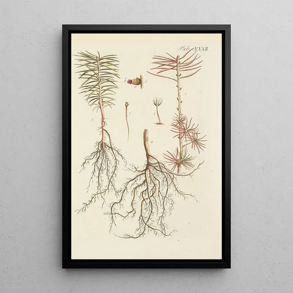 Illustratie van wilde bomen, vaste planten en struiken Pl032 - Carl Christoph Oelhafen von Schöllenbach — ingelijst kunstwerk aan de muur