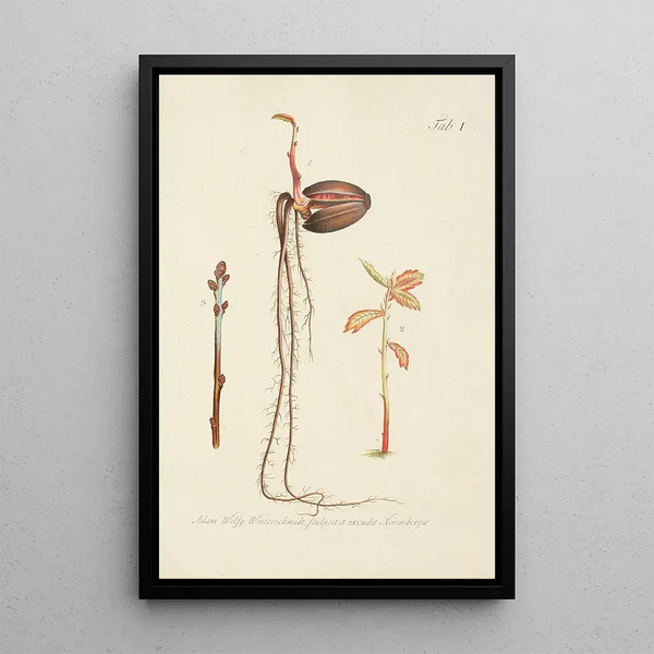 Illustratie van wilde bomen, vaste planten en struiken Pl035 - Carl Christoph Oelhafen von Schöllenbach