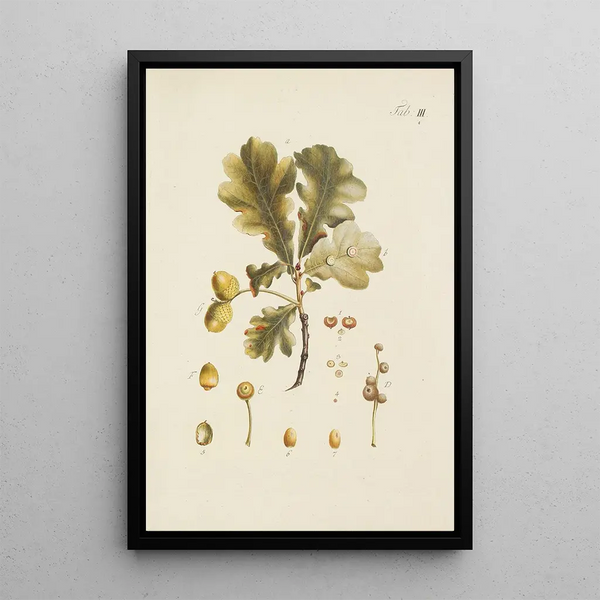 Illustratie van wilde bomen, vaste planten en struiken Pl037 - Carl Christoph Oelhafen von Schöllenbach