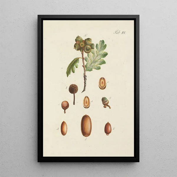Illustratie van wilde bomen, vaste planten en struiken Pl038 - Carl Christoph Oelhafen von Schöllenbach — ingelijst kunstwerk aan de muur