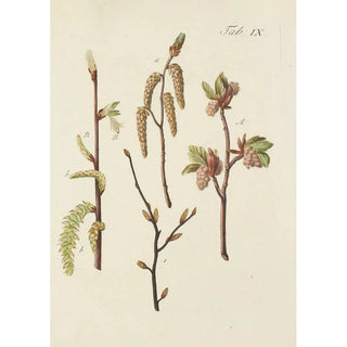 Carl Christoph Oelhafen von Schllenbach - Abbildung der wilden Bume Stauden und Buschgewchse Pl043.webp