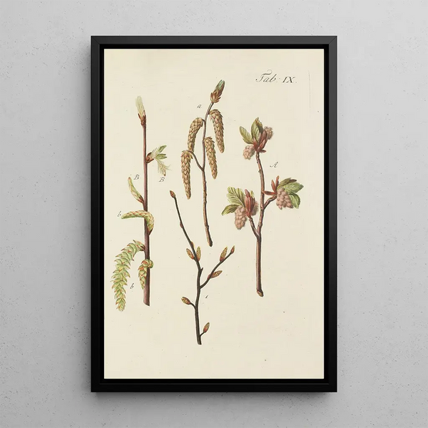 Illustratie van wilde bomen, vaste planten en struiken Pl043 - Carl Christoph Oelhafen von Schöllenbach — ingelijst kunstwerk aan de muur