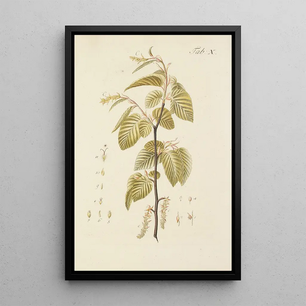 Illustratie van wilde bomen, vaste planten en struiken Pl044 - Carl Christoph Oelhafen von Schöllenbach — ingelijst kunstwerk aan de muur