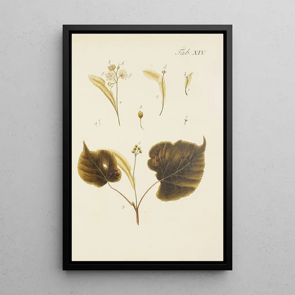 Illustratie van wilde bomen, vaste planten en struiken Pl048 - Carl Christoph Oelhafen von Schöllenbach — ingelijst kunstwerk aan de muur