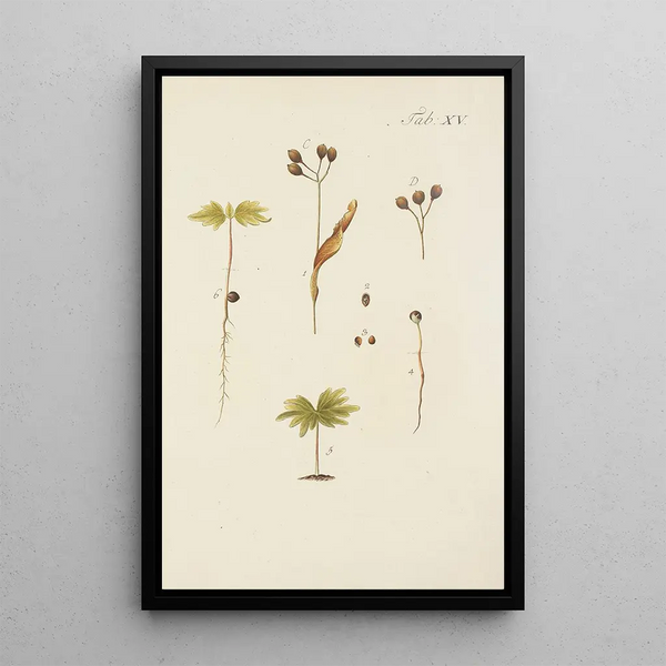Illustratie van wilde bomen, vaste planten en struiken Pl049 - Carl Christoph Oelhafen von Schöllenbach — ingelijst kunstwerk aan de muur