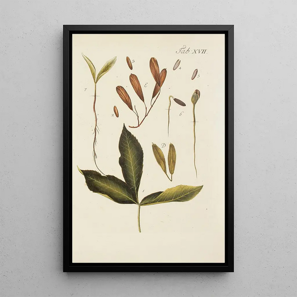 Illustratie van wilde bomen, vaste planten en struiken Pl051 - Carl Christoph Oelhafen von Schöllenbach — ingelijst kunstwerk aan de muur