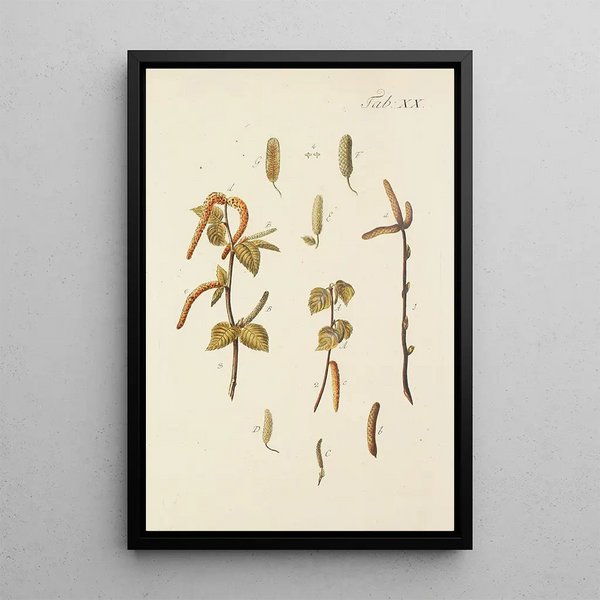 Illustratie van wilde bomen, vaste planten en struiken Pl054 - Carl Christoph Oelhafen von Schöllenbach — ingelijst kunstwerk aan de muur