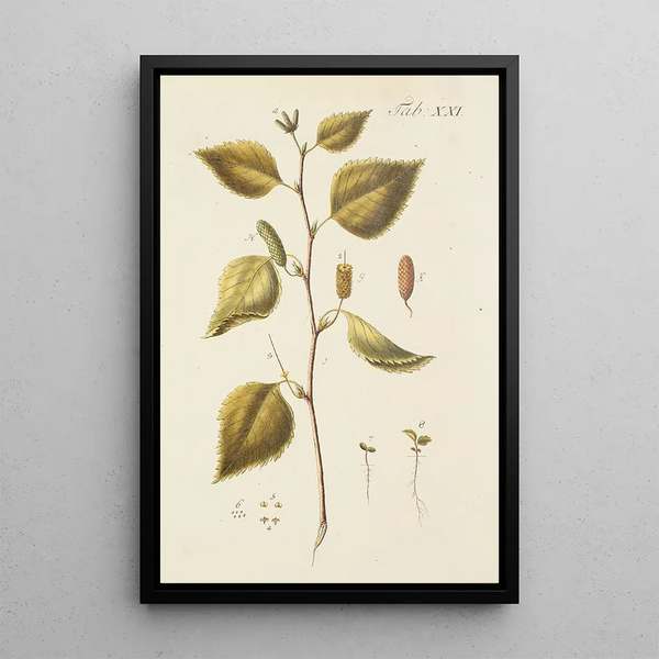 Illustratie van wilde bomen, vaste planten en struiken Pl055 - Carl Christoph Oelhafen von Schöllenbach