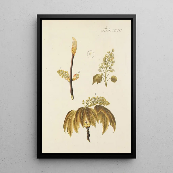 Illustratie van wilde bomen, vaste planten en struiken Pl056 - Carl Christoph Oelhafen von Schöllenbach