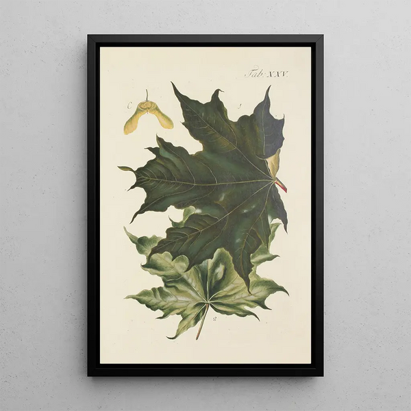 Illustratie van wilde bomen, vaste planten en struiken Pl059 - Carl Christoph Oelhafen von Schöllenbach — ingelijst kunstwerk aan de muur