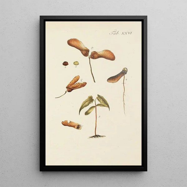 Illustratie van wilde bomen, vaste planten en struiken Pl060 - Carl Christoph Oelhafen von Schöllenbach