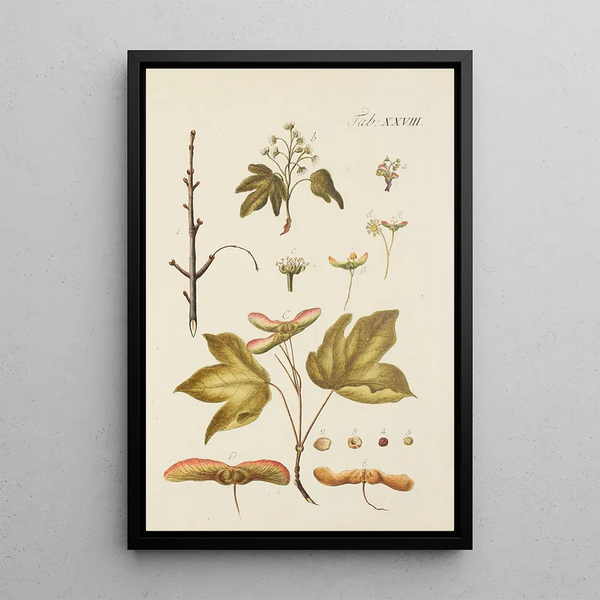 Illustratie van wilde bomen, vaste planten en struiken Pl062 - Carl Christoph Oelhafen von Schöllenbach