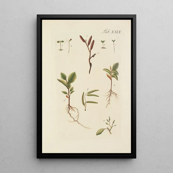 Illustratie van wilde bomen, vaste planten en struiken Pl063 - Carl Christoph Oelhafen von Schöllenbach