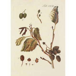 Carl Christoph Oelhafen von Schllenbach - Abbildung der wilden Bume Stauden und Buschgewchse Pl065.webp
