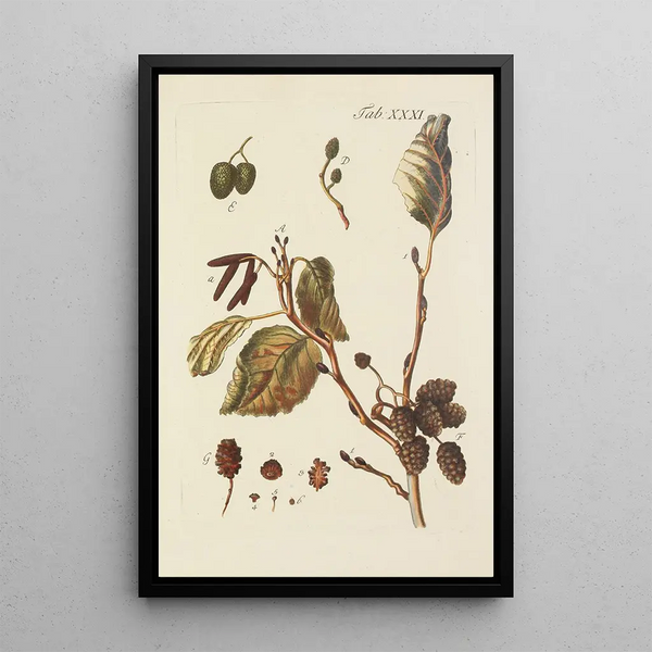 Illustratie van wilde bomen, vaste planten en struiken Pl065 - Carl Christoph Oelhafen von Schöllenbach — ingelijst kunstwerk aan de muur