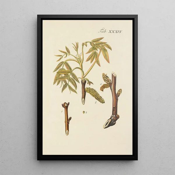 Illustratie van wilde bomen, vaste planten en struiken Pl068 - Carl Christoph Oelhafen von Schöllenbach — ingelijst kunstwerk aan de muur