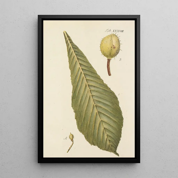 Illustratie van wilde bomen, vaste planten en struiken Pl073 - Carl Christoph Oelhafen von Schöllenbach — ingelijst kunstwerk aan de muur