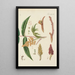 Illustration of wild trees, perennial plants, and shrubs Pl081 - Carl Christoph Oelhafen von Schöllenbach — framed artwork on a wall