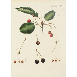 Carl Christoph Oelhafen von Schllenbach - Abbildung der wilden Bume Stauden und Buschgewchse Pl083.webp