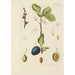 Illustration of wild trees, perennial plants, and shrubs Pl086 - Carl Christoph Oelhafen von Schöllenbach