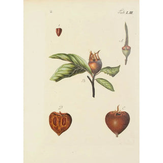 Carl Christoph Oelhafen von Schllenbach - Abbildung der wilden Bume Stauden und Buschgewchse Pl088.webp