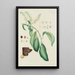 Illustration of wild trees, perennial plants, and shrubs Pl096 - Carl Christoph Oelhafen von Schöllenbach — framed artwork on a wall