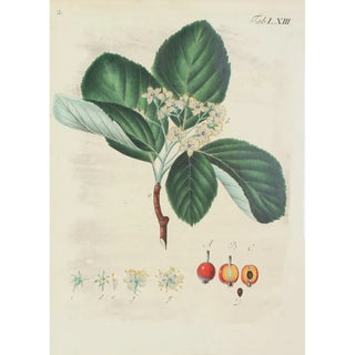 Carl Christoph Oelhafen von Schllenbach - Abbildung der wilden Bume Stauden und Buschgewchse Pl099.webp