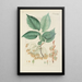 Illustration of wild trees, perennial plants, and shrubs Pl105 - Carl Christoph Oelhafen von Schöllenbach — framed artwork on a wall