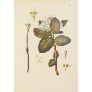Carl Christoph Oelhafen von Schllenbach - Abbildung der wilden Bume Stauden und Buschgewchse Pl115.webp