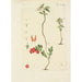 Illustration of wild trees, perennial plants, and shrubs Pl133 - Carl Christoph Oelhafen von Schöllenbach — artwork view