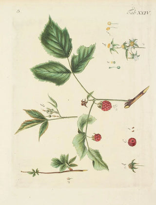 Carl Christoph Oelhafen von Schllenbach - Abbildung der wilden Bume Stauden und Buschgewchse Pl135.webp