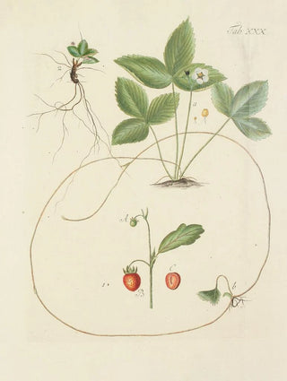 Carl Christoph Oelhafen von Schllenbach - Abbildung der wilden Bume Stauden und Buschgewchse Pl141.webp