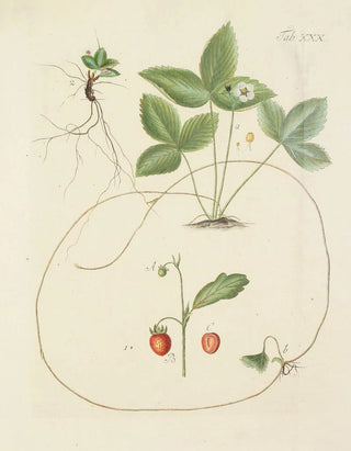 Carl Christoph Oelhafen von Schllenbach - Abbildung der wilden Bume Stauden und Buschgewchse Pl142.webp