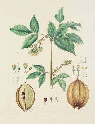 Carl Christoph Oelhafen von Schllenbach - Abbildung der wilden Bume Stauden und Buschgewchse Pl143.webp