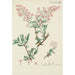 Illustration of wild trees, shrubs, and bushes Pl150 - Carl Christoph Oelhafen von Schöllenbach — artwork view
