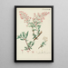 Illustration of wild trees, shrubs, and bushes Pl150 - Carl Christoph Oelhafen von Schöllenbach — framed artwork on a wall
