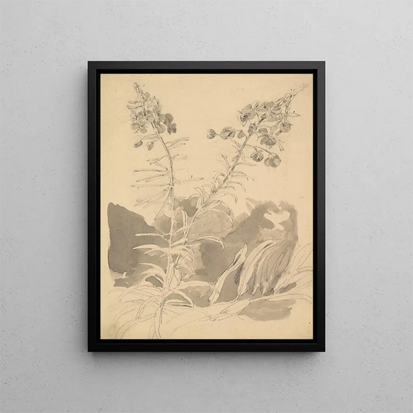 Study of a Epilobe - Carl Gustav Carus — framed artwork on a wall