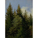 Sapins - Carl Gustav Carus — artwork view