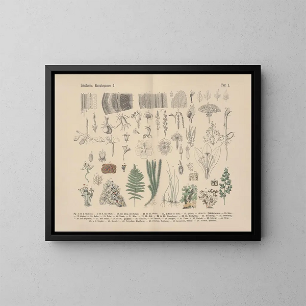 Manual of Practical Botany in Words and Images Pl01 - Carl Hoffmann — framed artwork on a wall