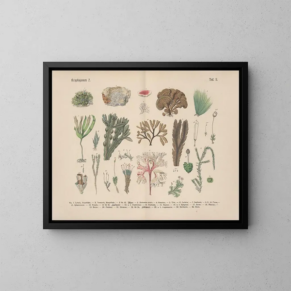 Manuel de botanique pratique en mots et en images Pl02 - Carl Hoffmann — framed artwork on a wall