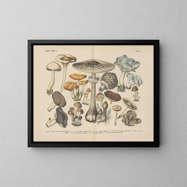 Manual pratique de botanique en mots et en images Pl04 - Carl Hoffmann — framed artwork on a wall