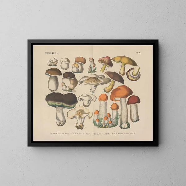 Practical Botanical Manual in words and images Pl06 - Carl Hoffmann — framed artwork on a wall