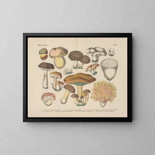 Manuel de botanique pratique en mots et en images Pl07 - Carl Hoffmann — framed artwork on a wall