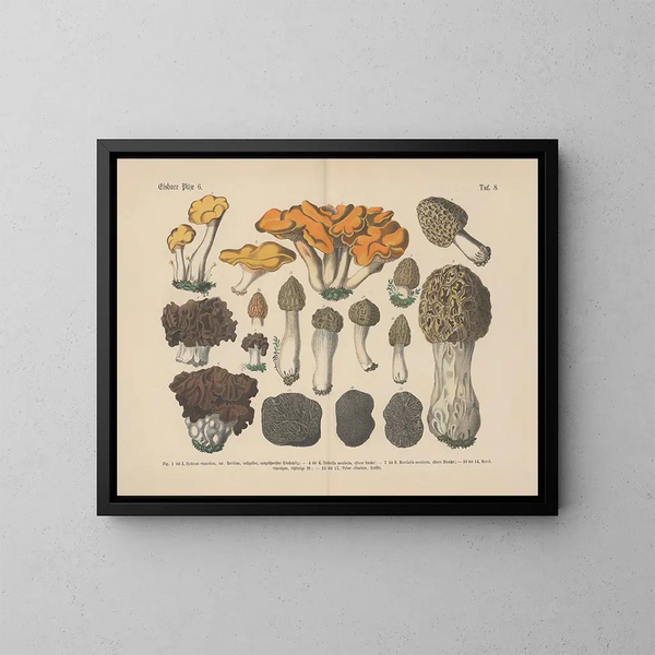 Practical Manual of Botany in Words and Images Pl08 - Carl Hoffmann — framed artwork on a wall