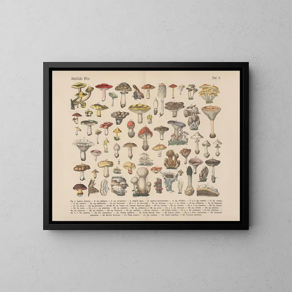 Manual pratique de botanique en mots et en images Painting Pl09 - Carl Hoffmann — framed artwork on a wall
